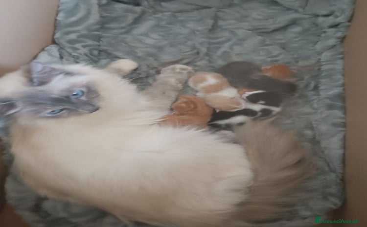 Ragdoll gatti a Città metropolitana di Catania - Annuncio 17