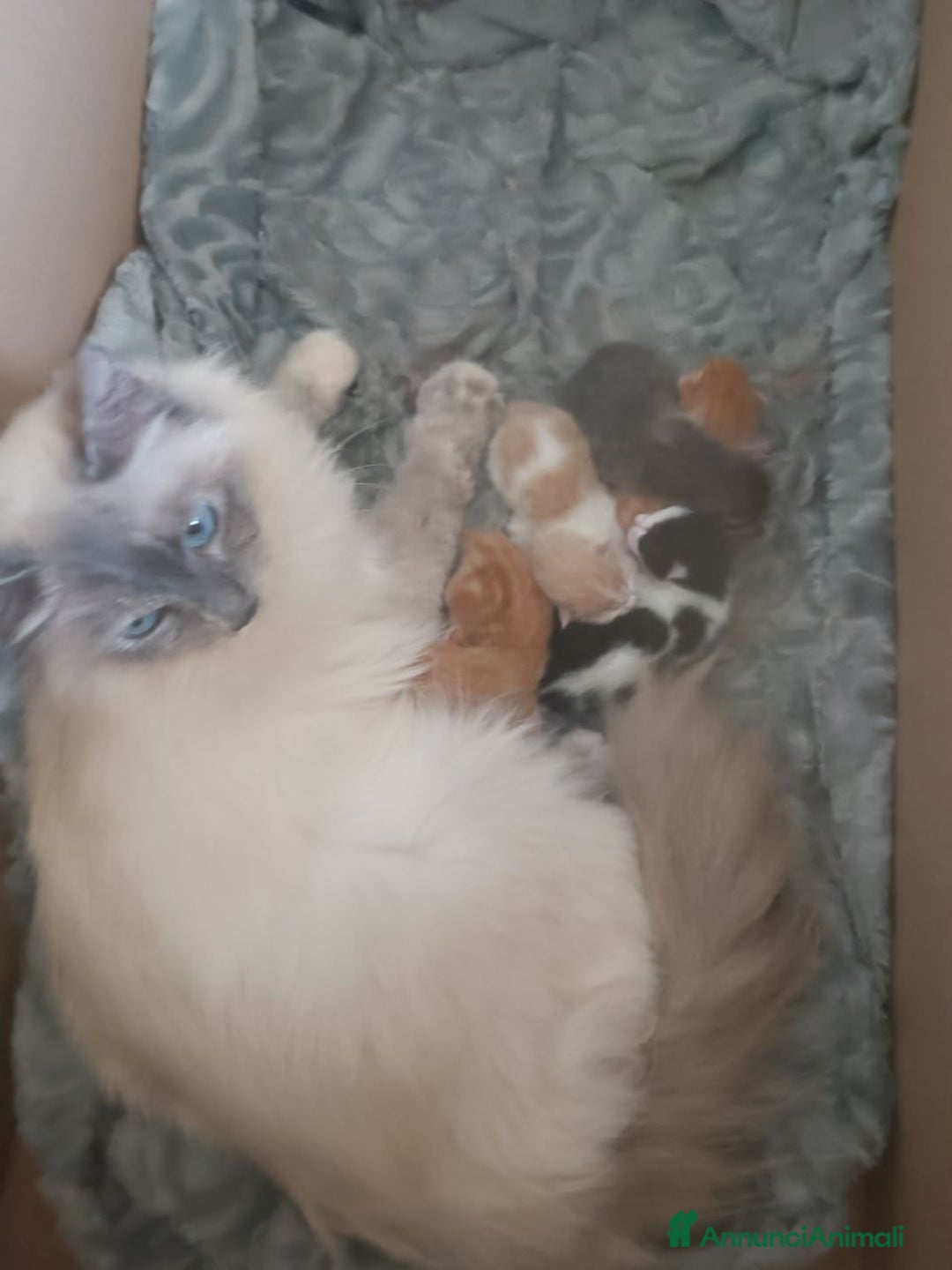 Ragdoll gatti in vendita: Incrocio ragdoll gatti a Città metropolitana di Catania - Immagine 1