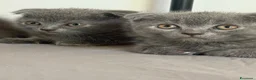 Scottish gatti in vendita: Scottish fold e straight blu con occhi arancioni a Provincia di Pavia - Annuncio 6