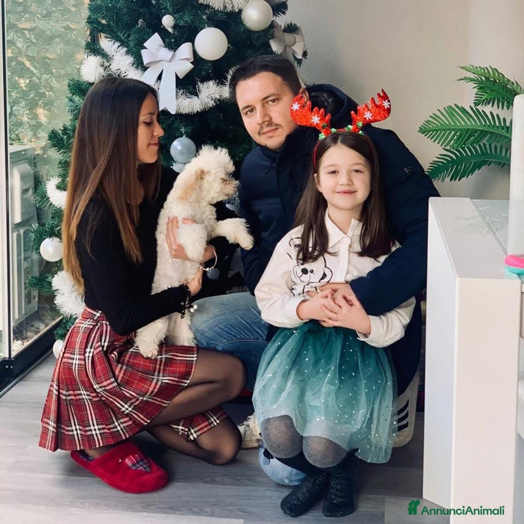 Maltese cani in vendita: Cane Maltese - Annuncio 4