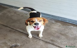 Altre razze cani in regalo: PACO   - Immagine 4