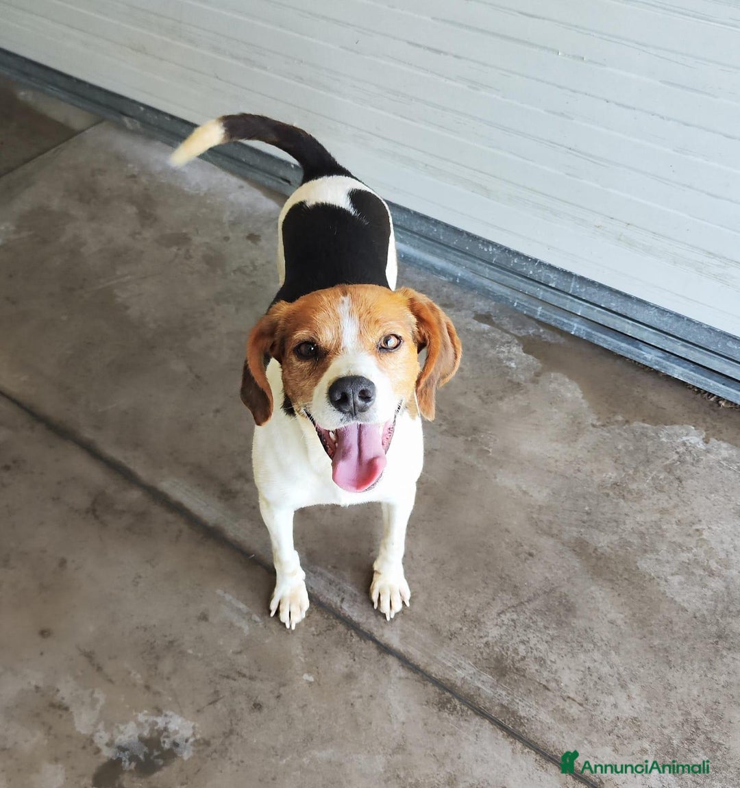 Altre razze cani in regalo: PACO   - Immagine 4
