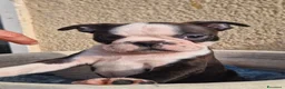 Boston Terrier cani in vendita: Cuccioli Boston Terrier - Annuncio 2