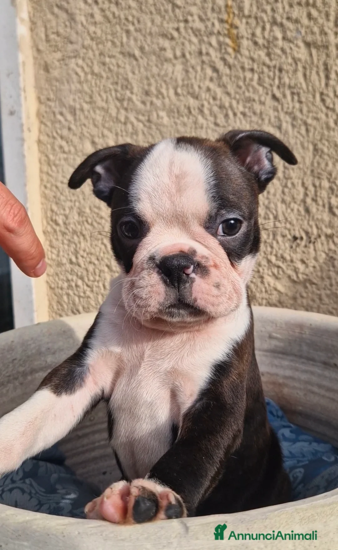 Boston Terrier cani in vendita: Cuccioli Boston Terrier - Annuncio 2