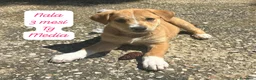 Meticcio cani in regalo: Cuccioli cercano urgentemente famiglia  a Provincia di Monza e della Brianza - Annuncio 8