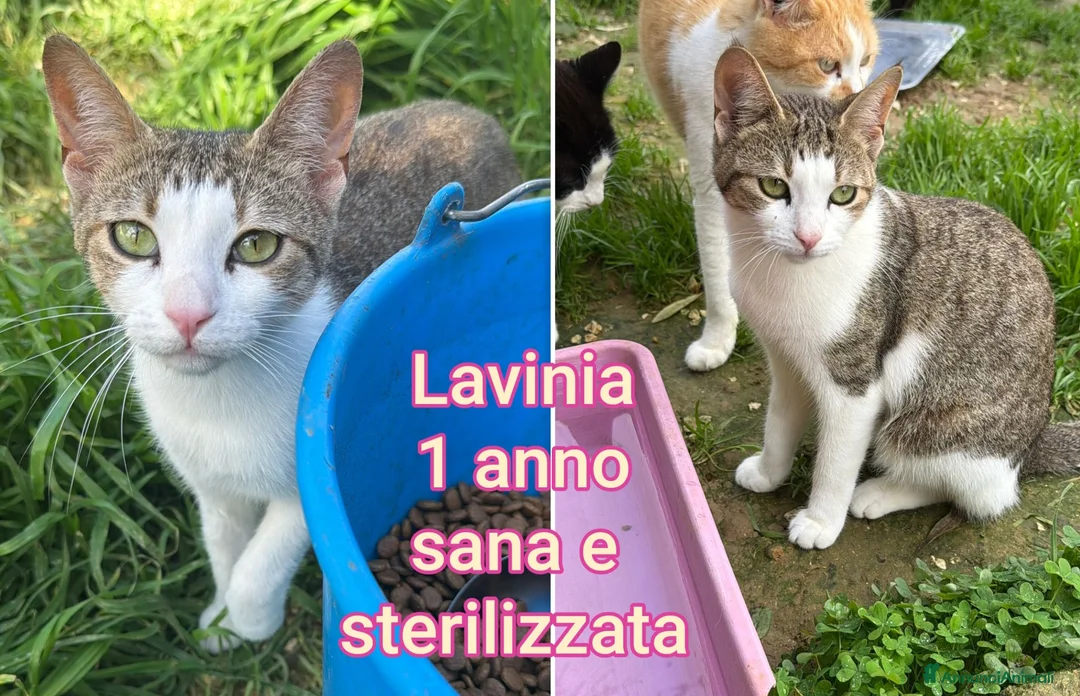 Meticcio gatti in regalo: TANTI MICINI SOLI! a Provincia di Vicenza - Annuncio 10