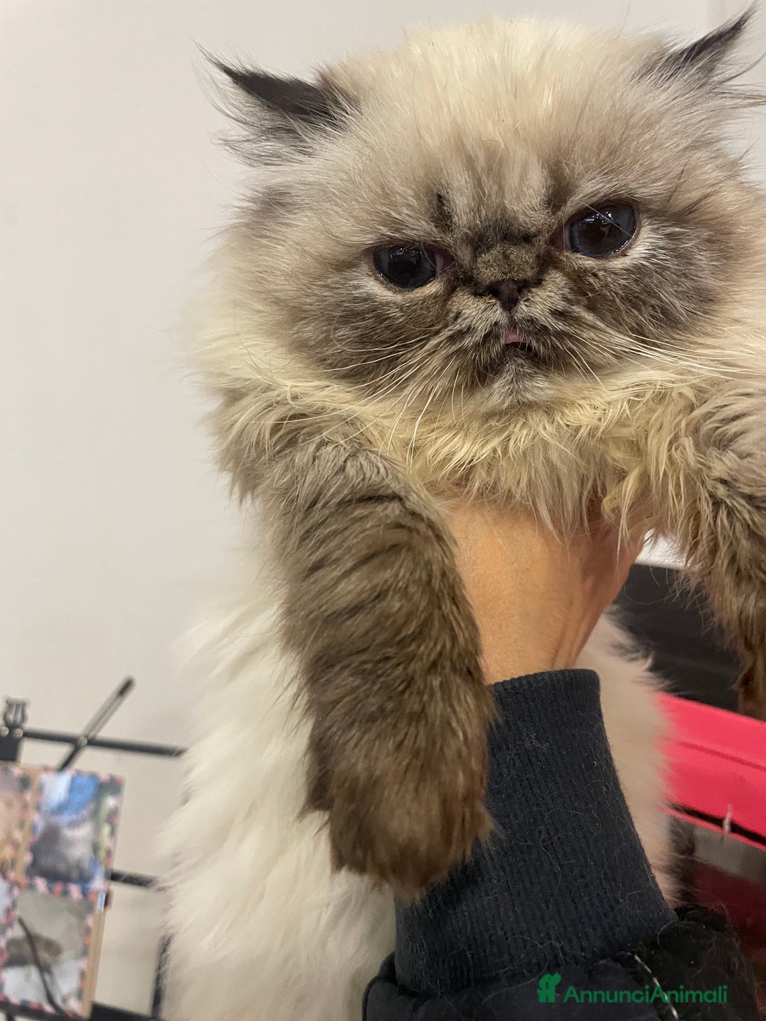 Persiano gatti in vendita: gatto persiano tabby point con pedigree Anfi - Annuncio 1