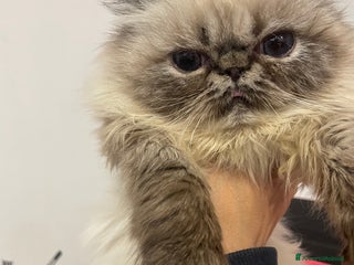 Persiano gatti gatto persiano tabby point con pedigree Anfi - Annuncio 4