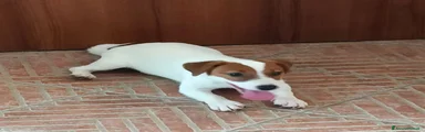 Jack Russell Cucciolo 2
