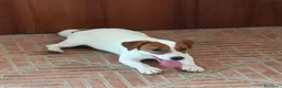 Jack Russell cani in vendita: Cucciolata Jack Russelle Terrier con Pedigree - Annuncio 5