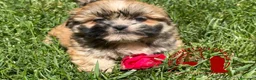 Maltipoo cani in vendita: Lhasa Apso Maltipoo Barboncino  Tre Quarti di Luna - Annuncio 3