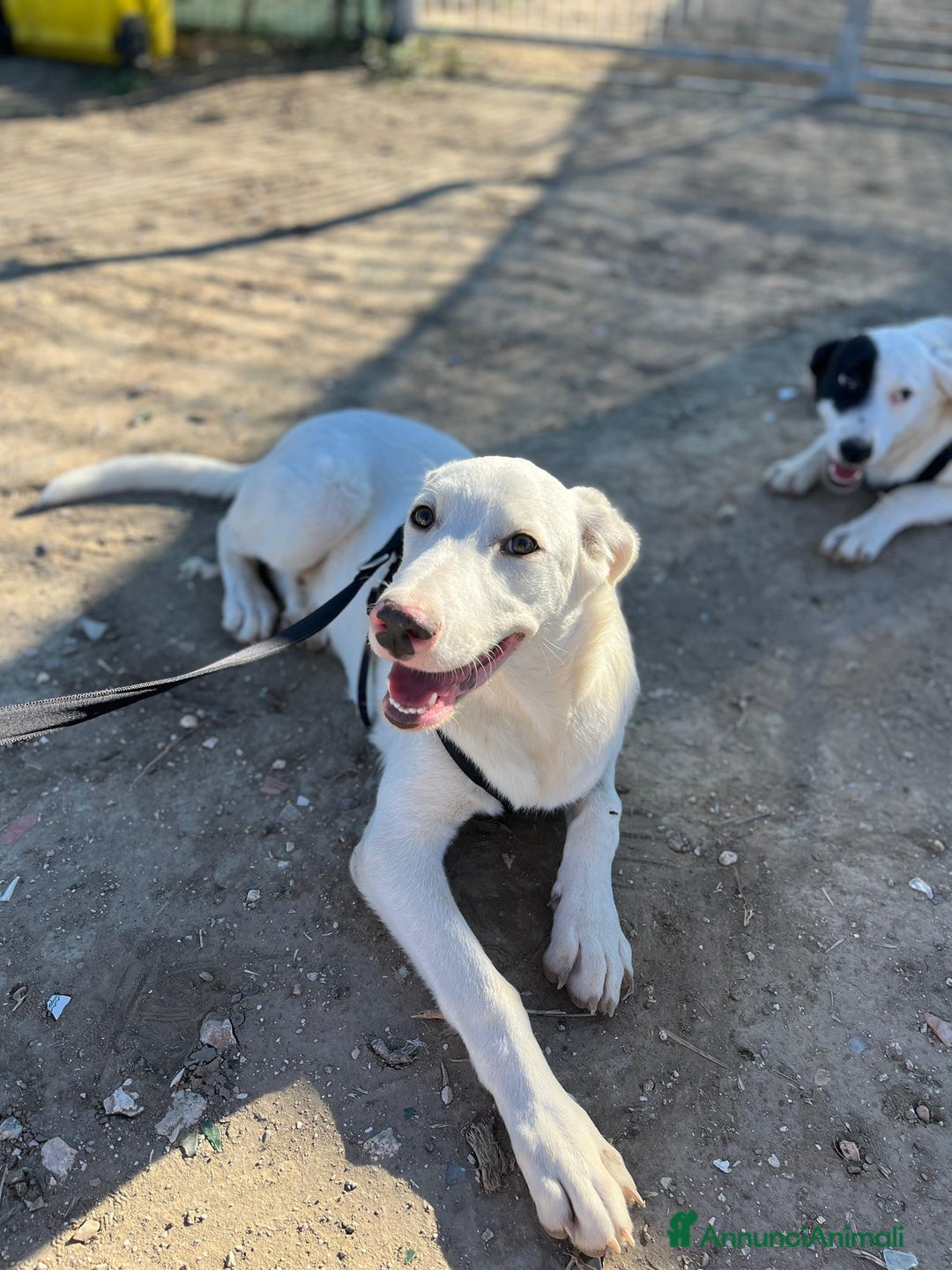 Altre razze cani in regalo: CHUCK – Cucciolo buono e socievole - Annuncio 5