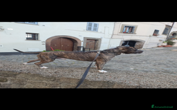 American Staffordshire cani in regalo: Amstaff maschio  - Immagine 2