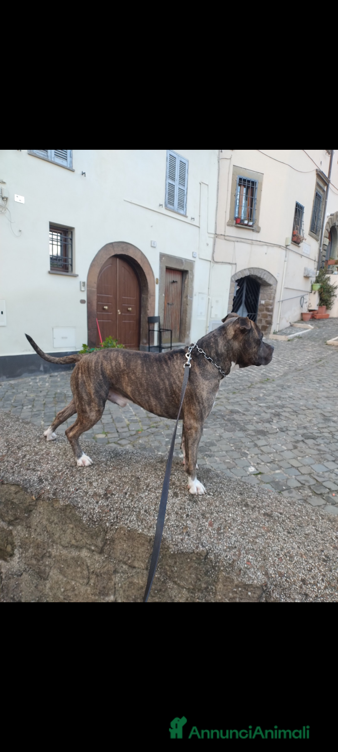 American Staffordshire cani in regalo: Amstaff maschio  - Immagine 2