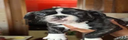 Bulldog Francese cani in vendita: Cuccioli di bulldog Francesce  a Provincia di Campobasso - Annuncio 2