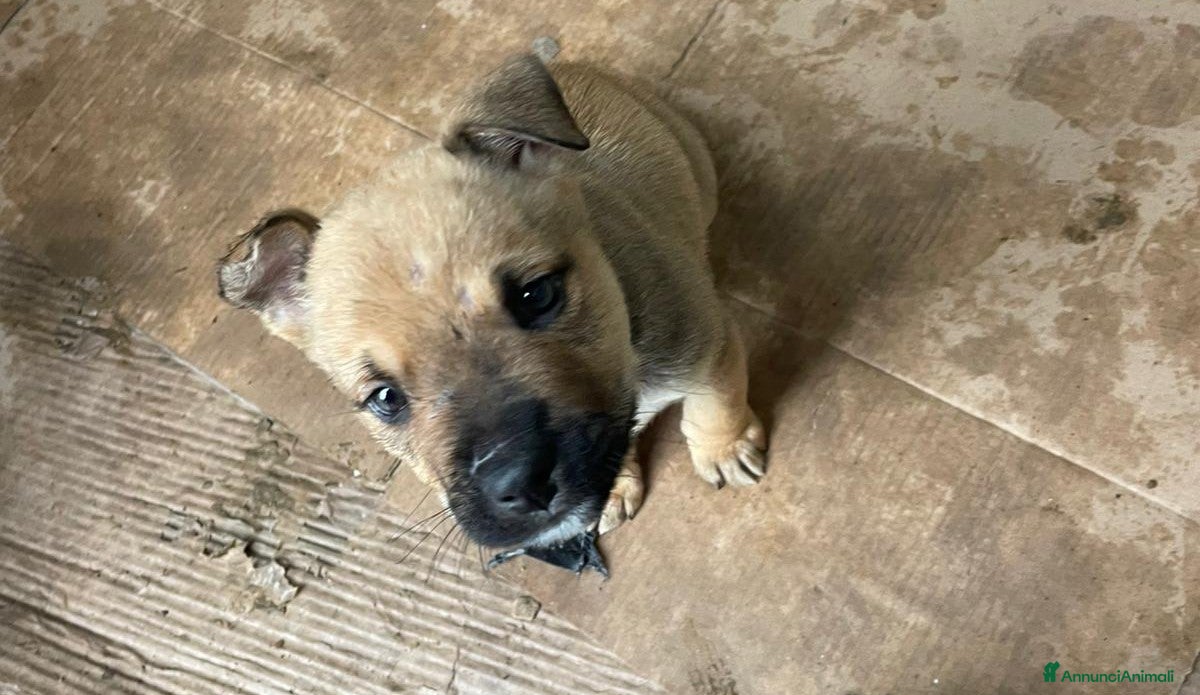 Pitbull cani SPLENDIDI CUCCIOLOTTI MIX MOLOSSIDI - Annuncio 11