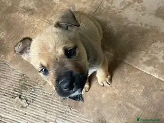 Pitbull cani SPLENDIDI CUCCIOLOTTI MIX MOLOSSIDI - Annuncio 17