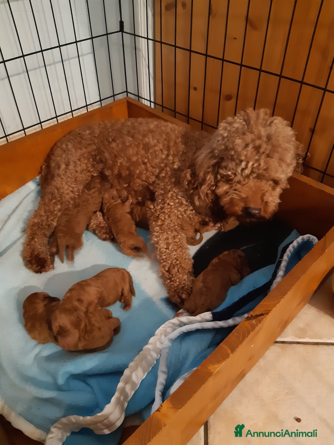 Barboncino cani in vendita: Barboncini fulvi toy e nani con Pedigree - Annuncio 13