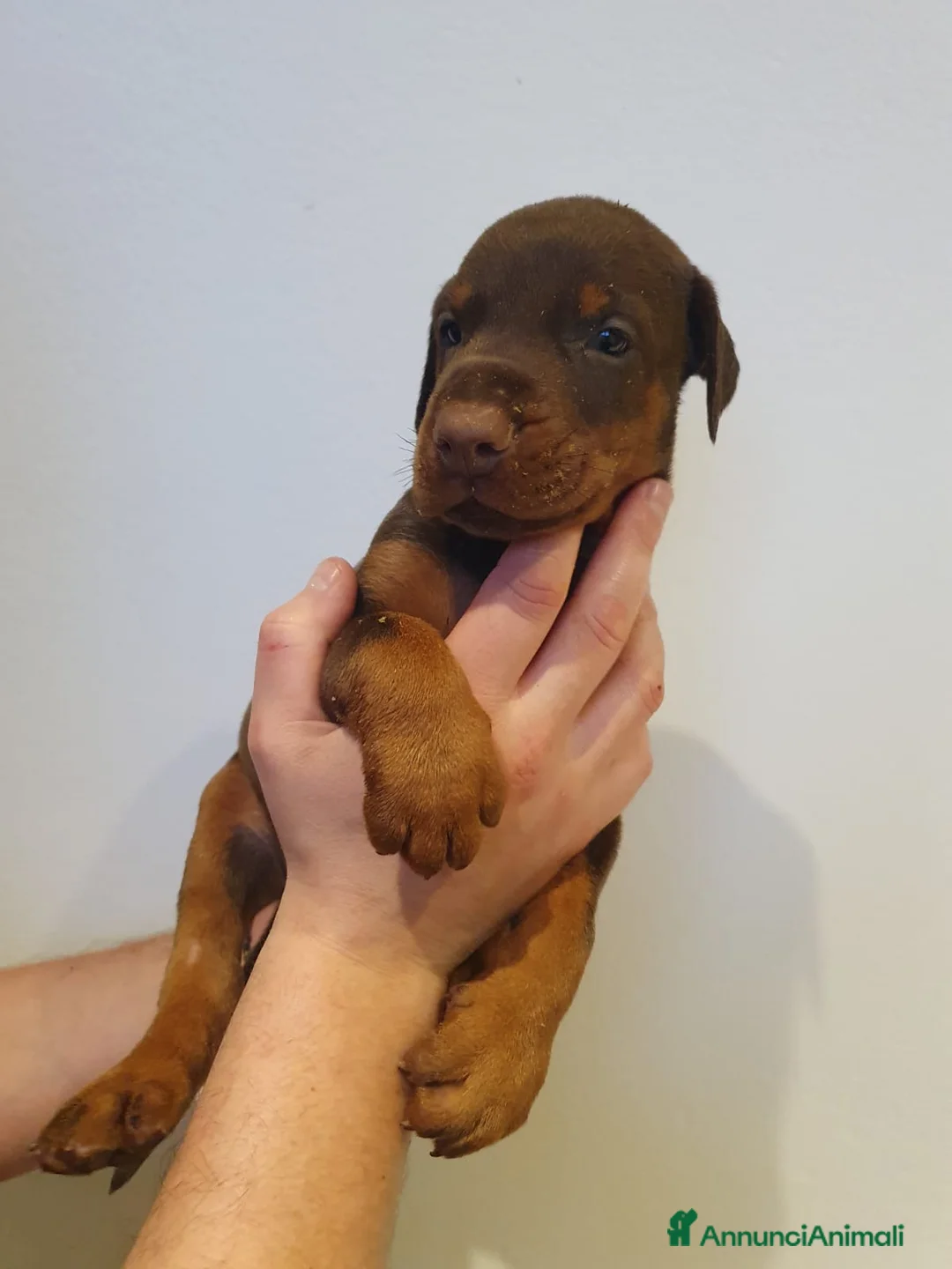 Dobermann cani in vendita: Cuccioli di Dobermann - Annuncio 18