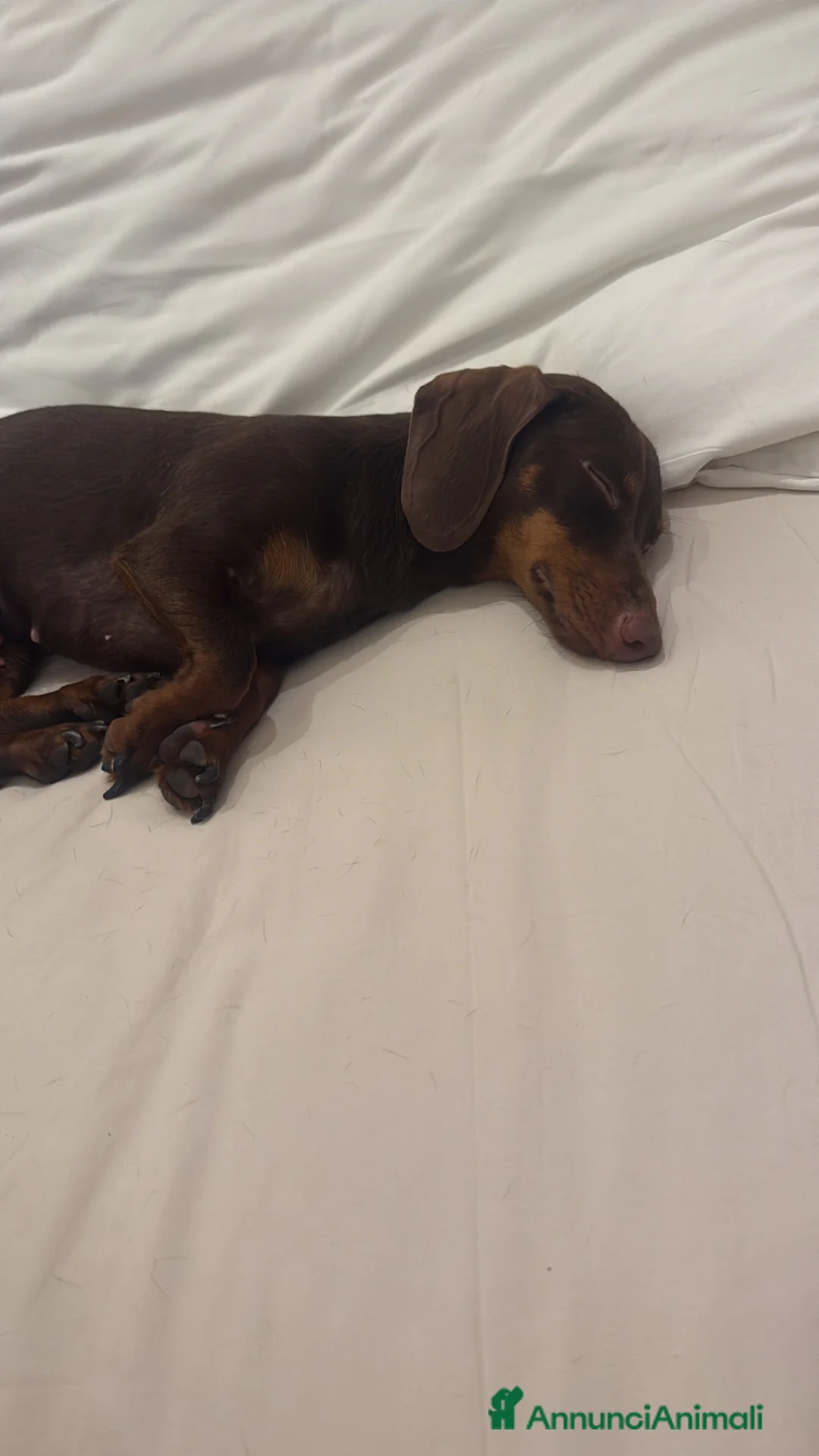 Bassotto cani in vendita: Vendo Bassottina femmina - Annuncio 4