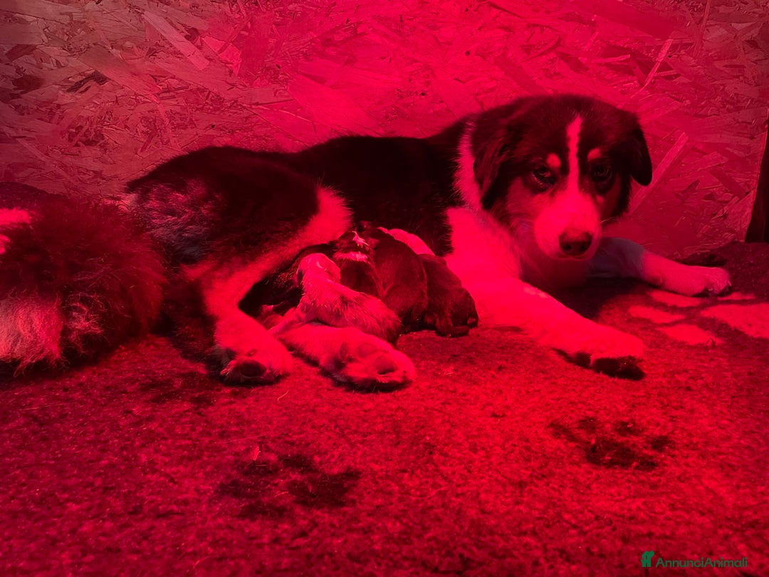 Australian Shepherd cani in vendita: Australian Shepherd  - Annuncio 5