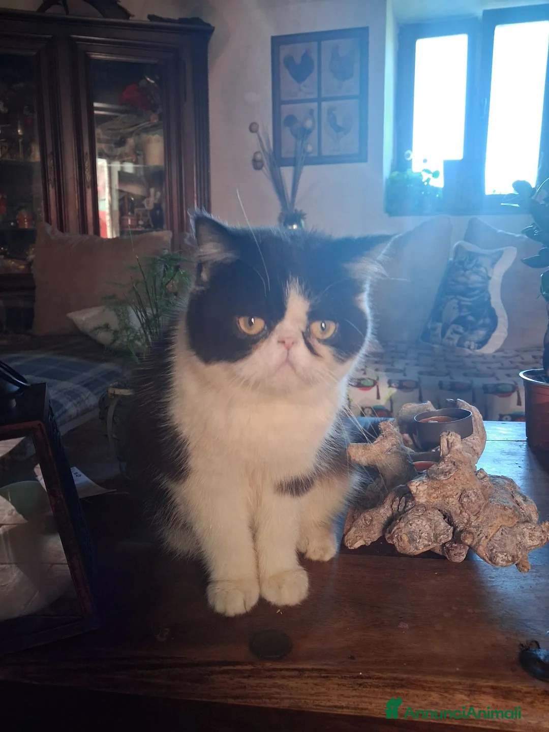 Exotic Shorthair gatti in vendita: Exotic shorthair - Annuncio 1