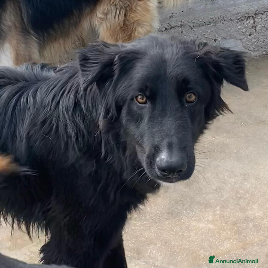 Altre razze cani in regalo: Anubi incrocio PASTORE BELGA in adozione a Latina - Annuncio 7