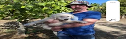Meticcio cani in regalo: Gelso il capolavoro  - Annuncio 11