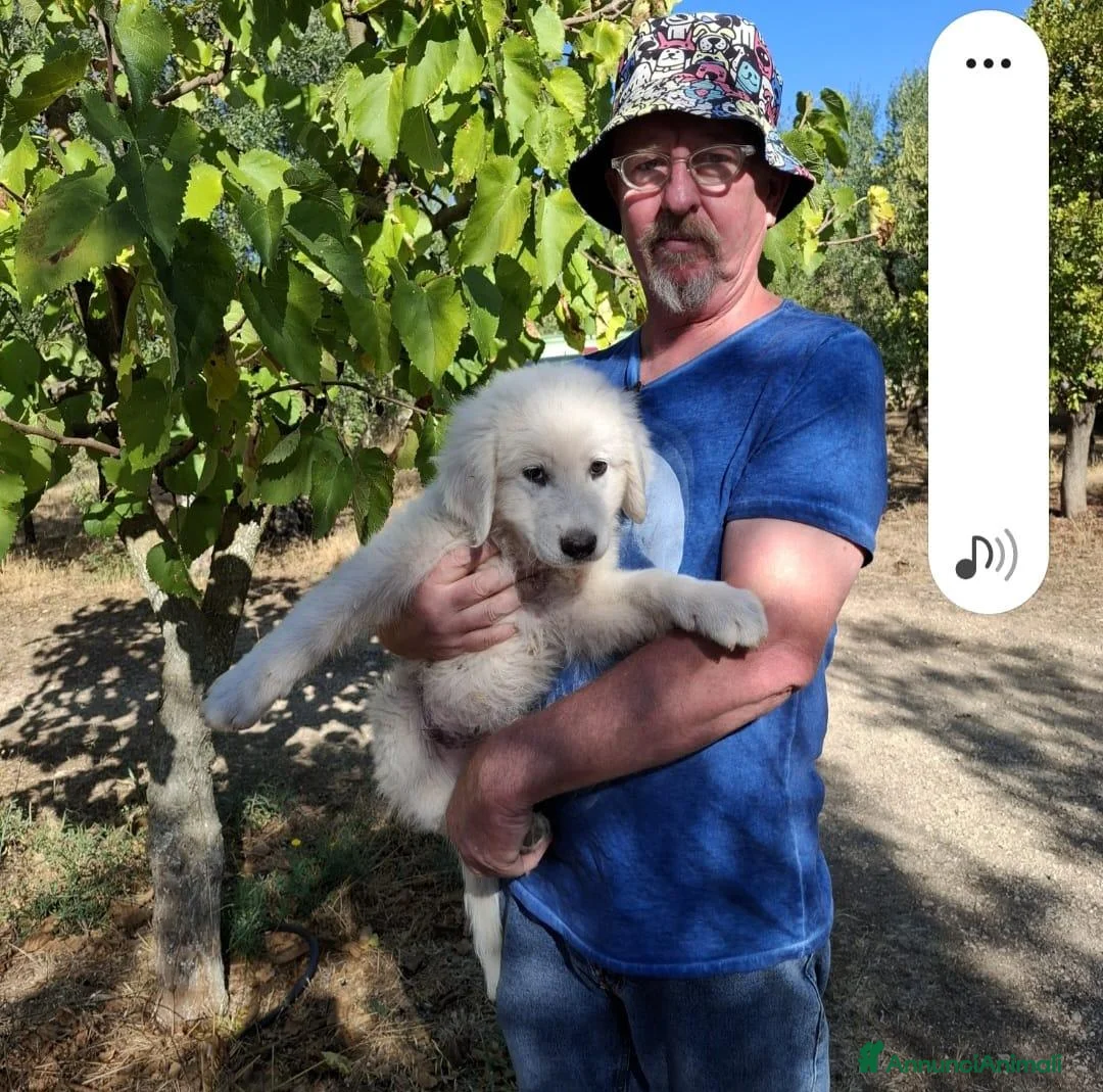 Meticcio cani in regalo: Gelso il capolavoro  - Annuncio 11