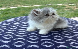 Persiano gatti in vendita: Cucciolo gatto persiano  a Città Metropolitana di Torino - Immagine 2