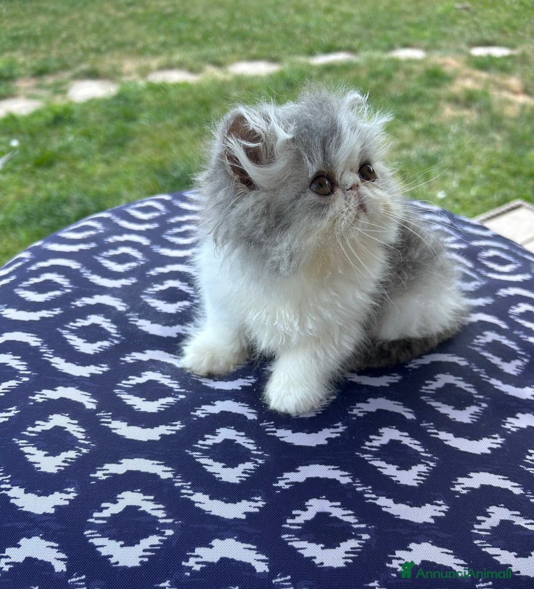 Persiano gatti in vendita: Cucciolo gatto persiano  a Città Metropolitana di Torino - Immagine 2