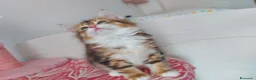 Siberiano gatti in vendita: Cucciolo Siberiano Certificato  - Annuncio 6