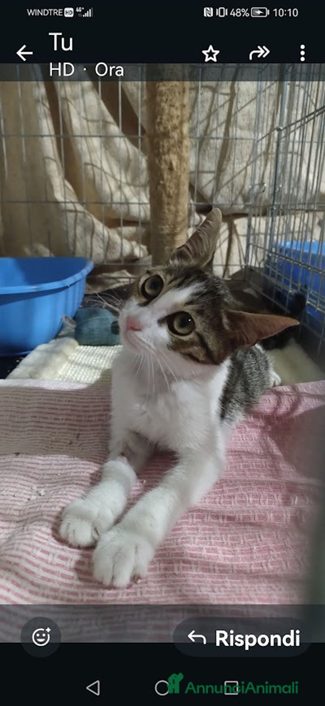 Europeo gatti in regalo: PICCOLO CONNOR 5 MESI DI DOLCEZZA - Annuncio 1