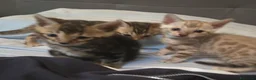 Bengala gatti in vendita: Cuccioli Bengala Vendita - Annuncio 3