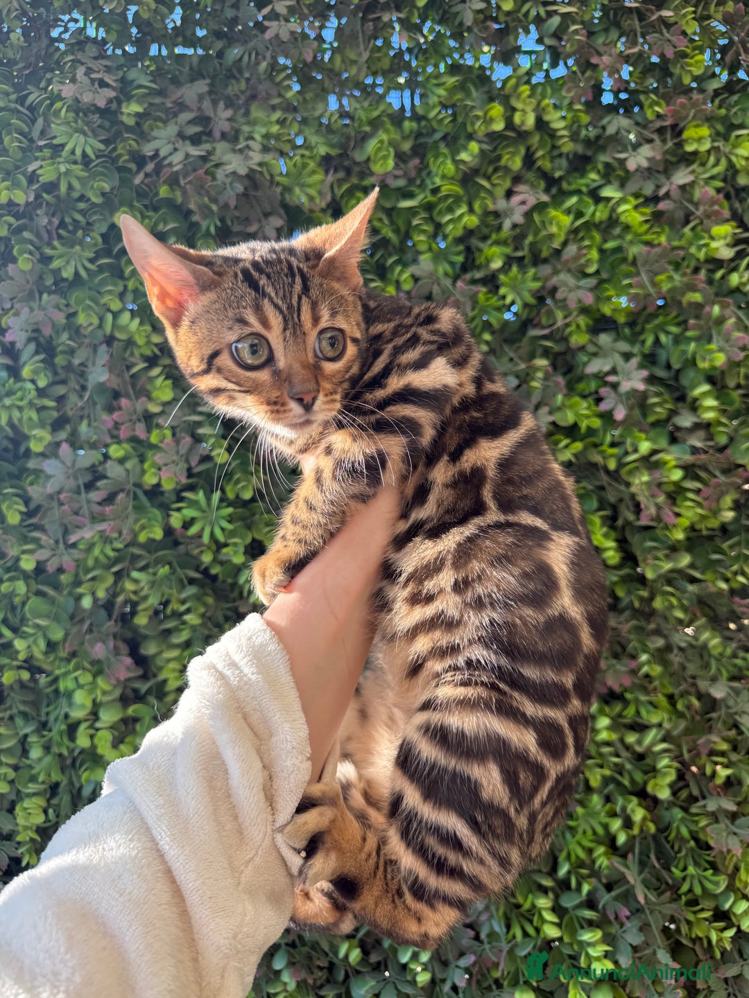 Bengala gatti in vendita: Gattina bengala brown spotted tabby  - Annuncio 29