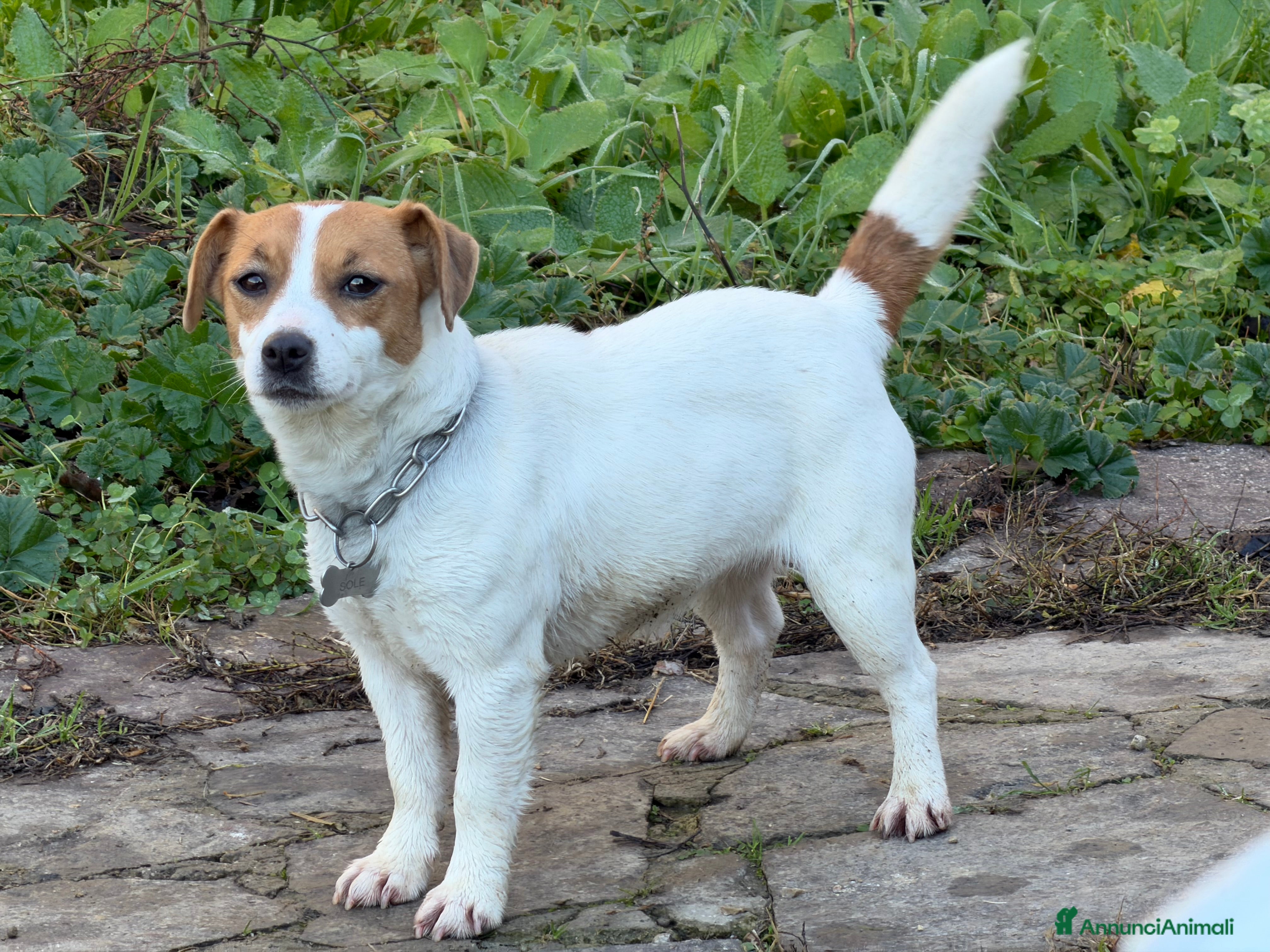 Jack Russell cani Cuccioli Jack Russell  pelo liscio con pedigree - Annuncio 1