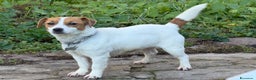 Jack Russell cani in vendita: Cuccioli Jack Russell  pelo liscio con pedigree - Annuncio 1