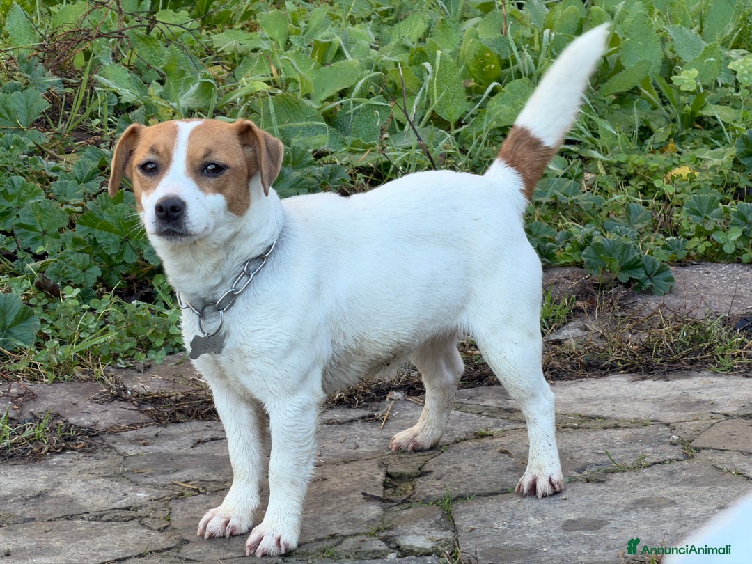 Jack Russell cani in vendita: Cuccioli Jack Russell  pelo liscio con pedigree - Annuncio 1