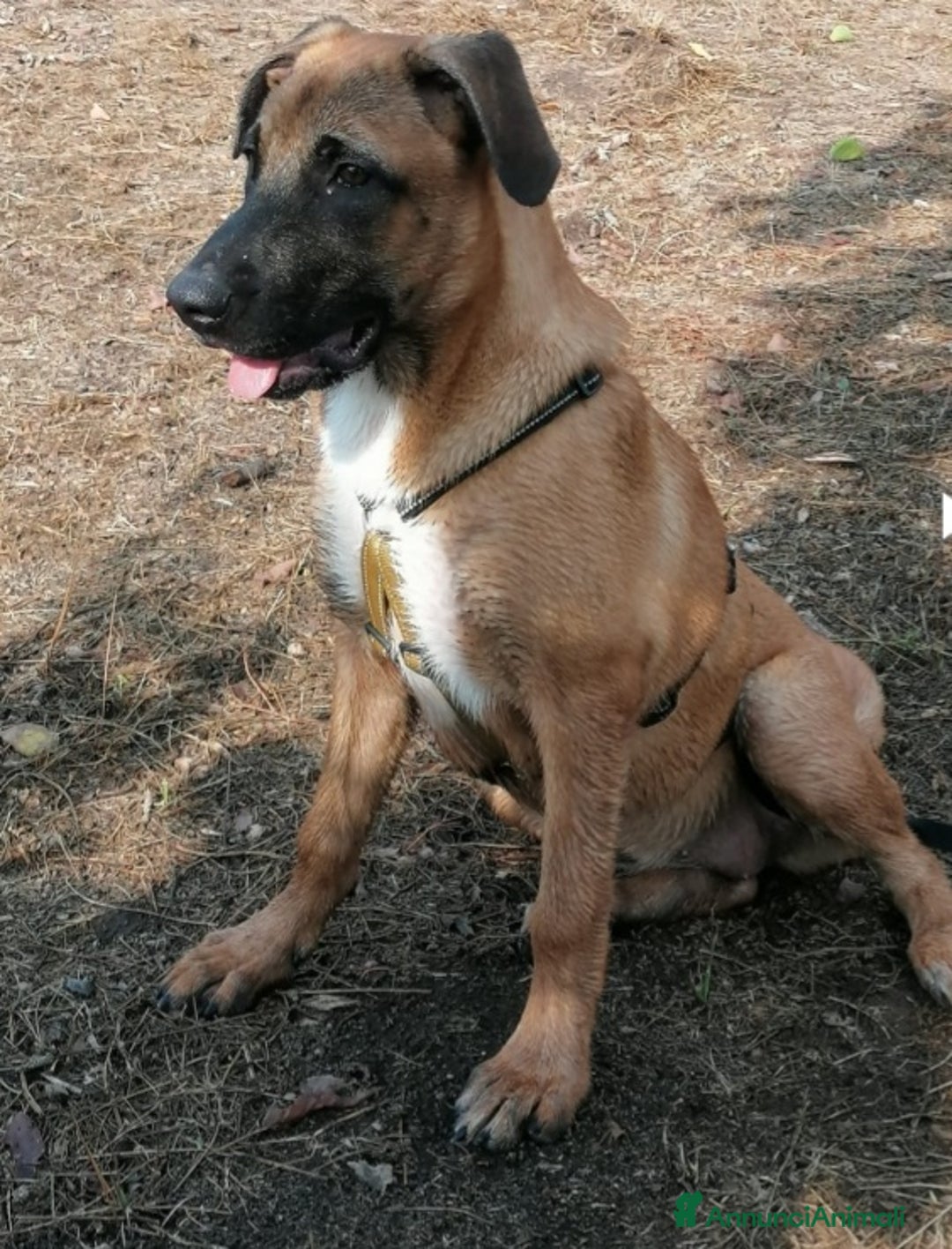 Meticcio cani in regalo: Mix Pastore Malinois 2anni femmina NAPOLI SOS  a Città metropolitana di Milano - Annuncio 5