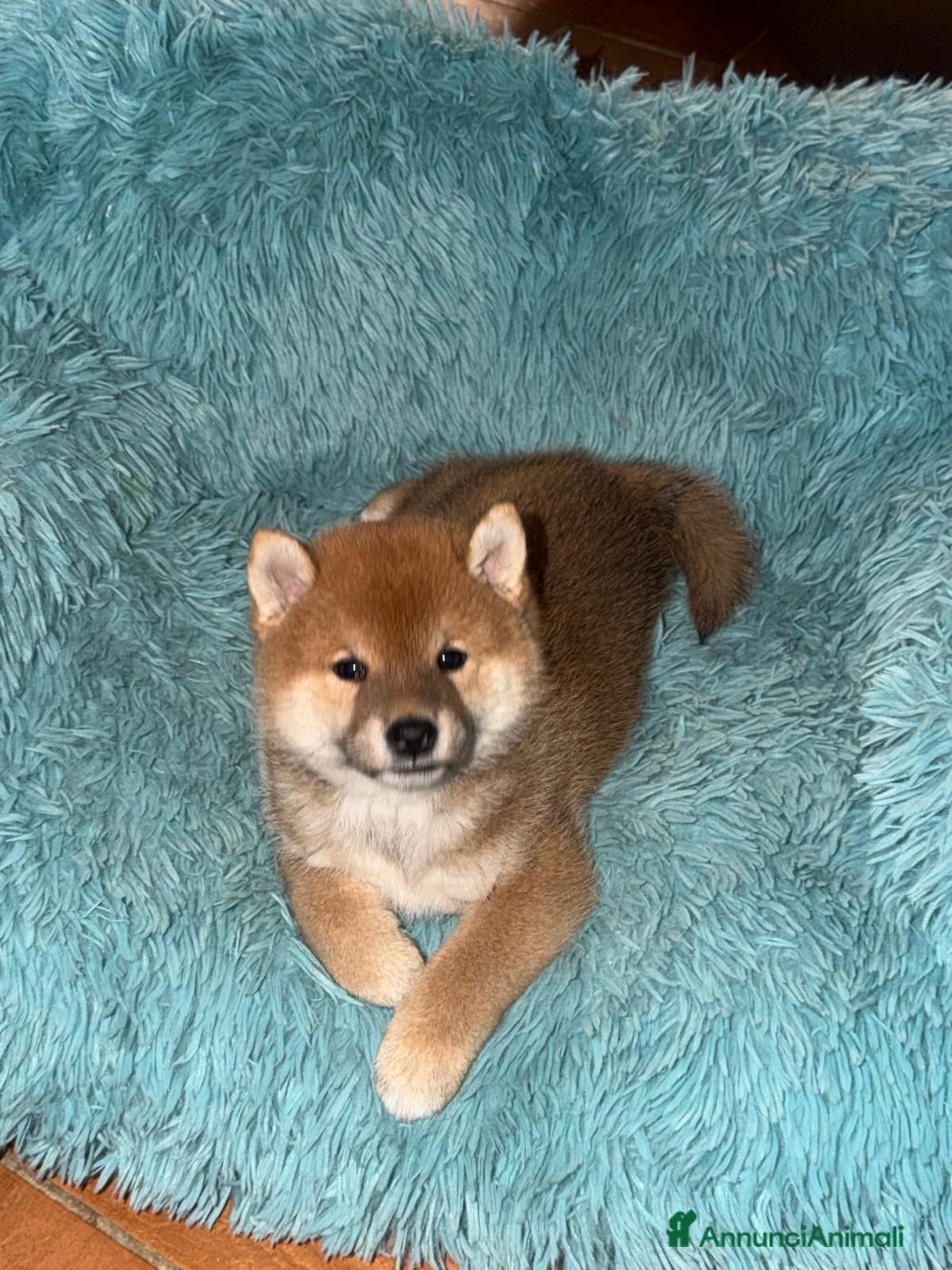 Shiba Inu cani VENDITA SHIBA INU  - Annuncio 18