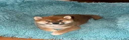 Shiba Inu cani in vendita: VENDITA SHIBA INU  - Annuncio 1