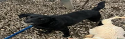 Meticcio cani in regalo: 9/10 kg  3 anni, dolcissima  - Annuncio 6