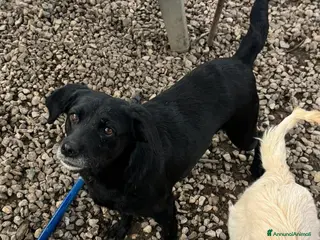 Meticcio cani 9/10 kg 3 anni, dolcissima - Annuncio 5