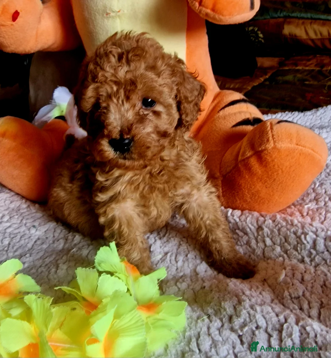 Barboncino cani in vendita: Barboncino - Annuncio 10