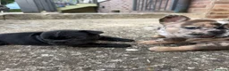 Bulldog Francese cani in vendita: bulldog francese  - Annuncio 8