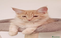 Maine Coon gatti in vendita:  Maine Coon pedigree ANFI senza limitazioni  - Immagine 1