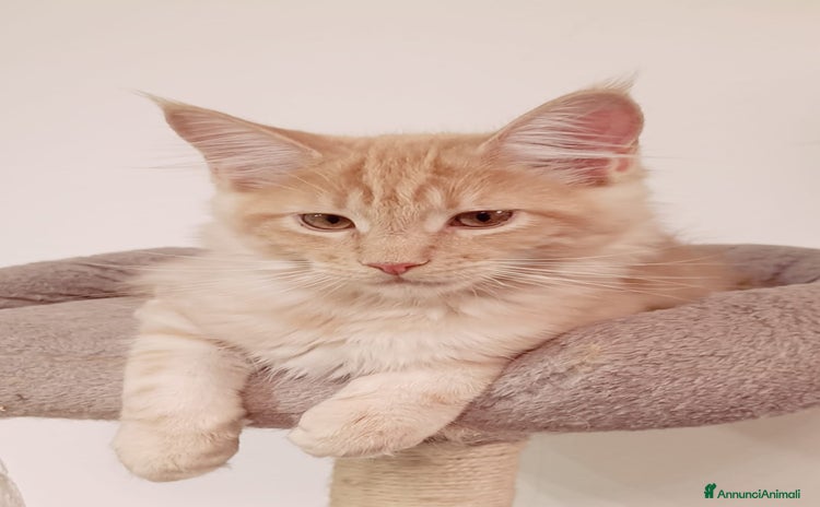 Maine Coon gatti - Annuncio 18