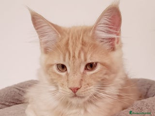 Maine Coon gatti Maine Coon pedigree ANFI senza limitazioni - Annuncio 21