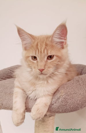 Maine Coon gatti - Annuncio 18