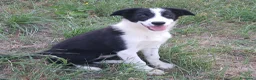 Border Collie cani in vendita: Border collie linea da lavoro - Annuncio 5